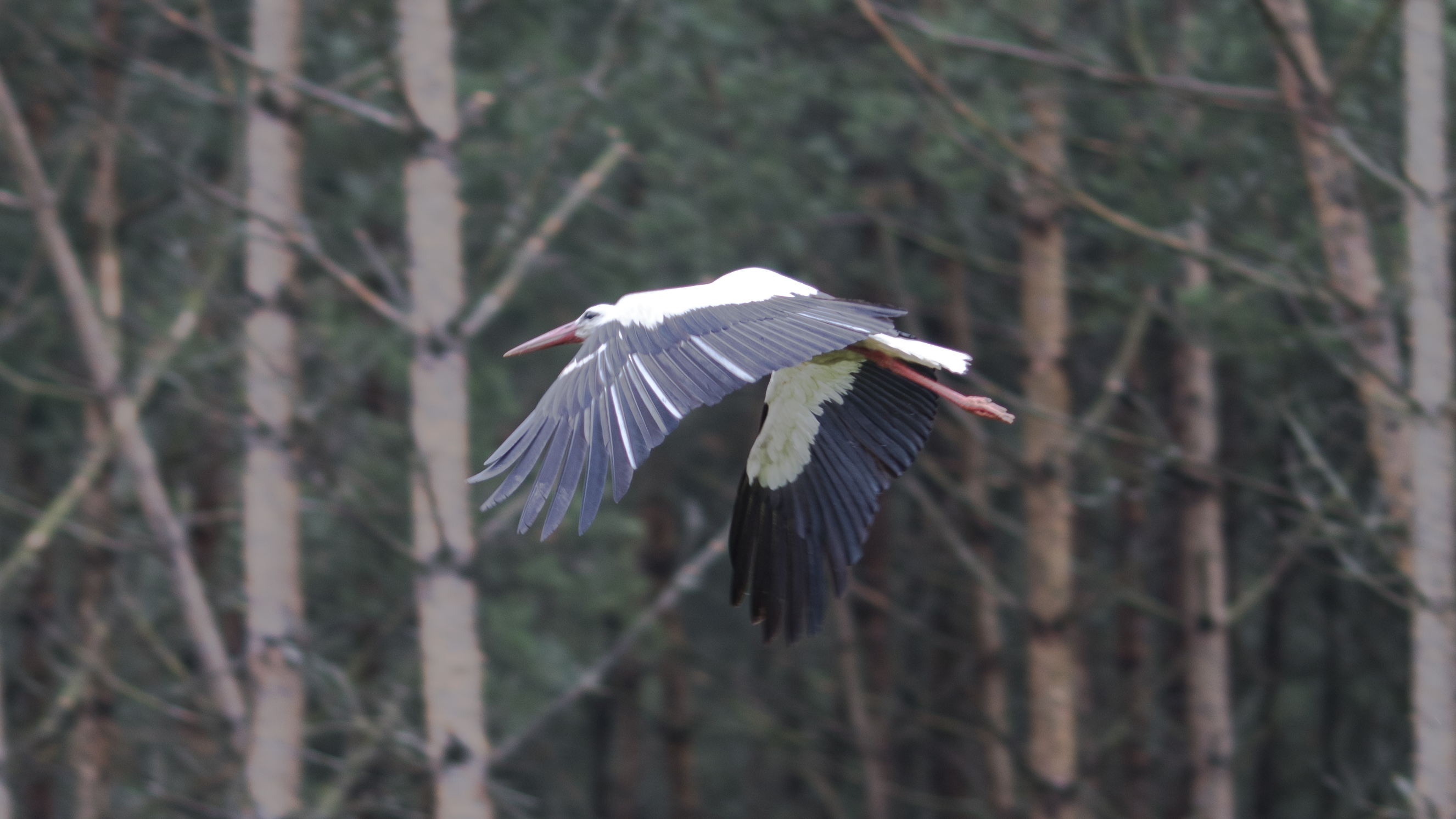 Stork